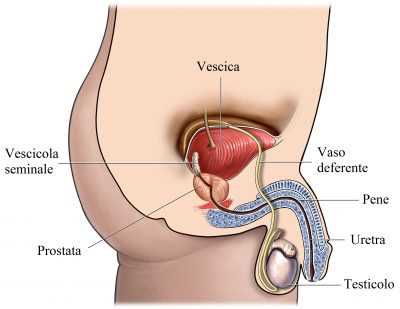 vitrum din prostatită ¿cuál es el mejor antibiotico para la prostatitis?